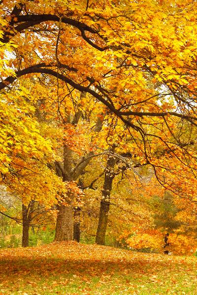 an autumnal scene with orange leaves falling